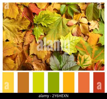 Schatten des Herbstes. Bild der Herbstblätter und passende Farbpalette Stockfoto