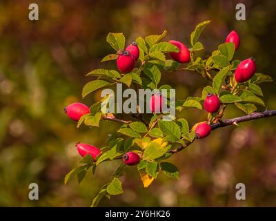 Rote Früchte der Hagebutte - rosa rugosa am Busch und auf verschwommenem natürlichen Hintergrund Hagebutte ist eine ausgezeichnete Frucht für Marmelade. Voll mit Vitamin C, A Stockfoto
