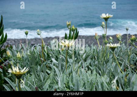 Helle Ringelblumen mit hellgrünen Blättern stehen an der Küste von Madeira an der Nordküste nahe Sao Vicente. Stockfoto