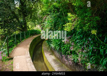 Hübsche, farbenfrohe Blumen und Büsche säumen den gewundenen Wanderweg entlang Levada Folhadal auf Madeira. Stockfoto