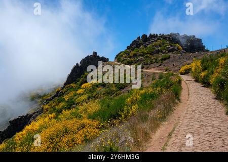 Der Weg führt durch weiße Wolken und blendende gelbe Besenblüten hinauf zum Gipfel des Pico do Arieiro, Portugal Stockfoto