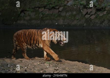 Ein Sumatra-Tiger spaziert am Pool vorbei, während er sich umsieht Stockfoto