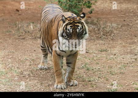 Ein Sumatra-Tiger steht auf dem Boden und blickt nach vorne Stockfoto