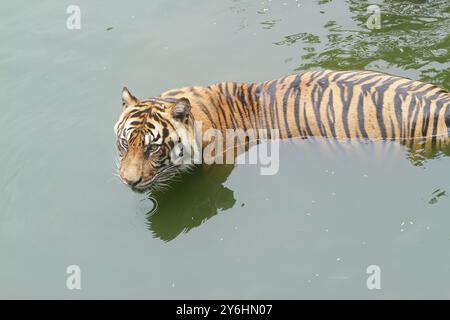 Ein Sumatra-Tiger steht in einem Teich und schaut sich um Stockfoto