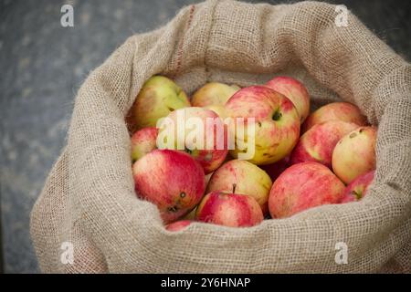 Ein Sack mit frischen, roten und grünen Äpfeln. Die Äpfel sind in verschiedenen Rottönen gehalten, mit einigen gelblich-grünen, gemischten Äpfeln. Der Sack ist Platz Stockfoto