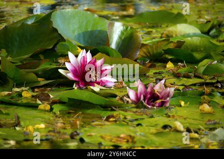 Eine ruhige Teichszene mit leuchtenden rosafarbenen Seerosen, umgeben von üppigen grünen Lilien. Die Wasseroberfläche spiegelt die Farben der Blumen und wider Stockfoto