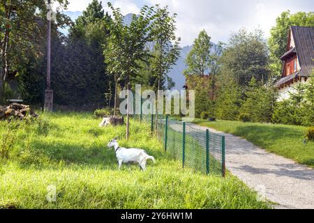 Eine weiße Ziege frisst Gras auf einer Wiese Stockfoto