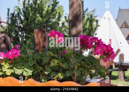 Mehrere lila Blumen im Garten Stockfoto