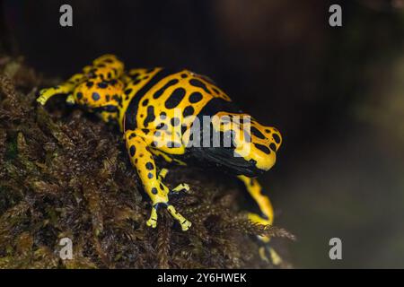 Der gelbbbändige Giftpfeilfrosch, Dendrobates leucomelas, Hummelfrosch Stockfoto