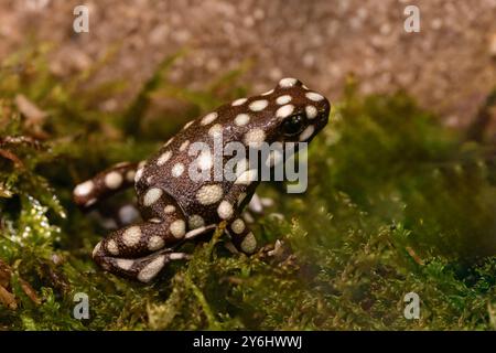 Maranon Giftfrosch, Excidobates mysteriosus Stockfoto