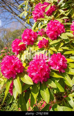 Pontic Rhododendron Blumen in Ilam Homestead Gardens, Canterbury University, Ilam Road, Riccarton, Christchurch (Ōtautahi), Canterbury, Neuseeland Stockfoto