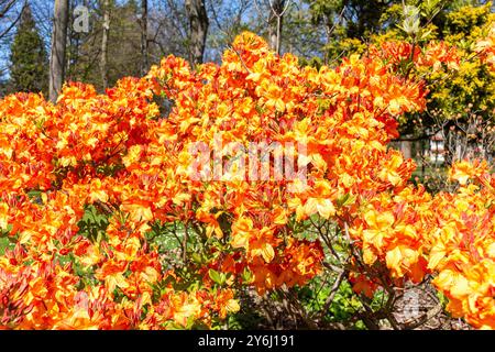 Flammazaleen in Ilam Homestead Gardens, Canterbury University, Ilam Road, Riccarton, Christchurch (Ōtautahi), Canterbury, Neuseeland Stockfoto