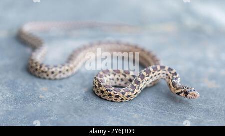 Pacific Gopher Snake juvenile Slithering. San Francisco Bay Trail, Sunnyvale, Santa Clara County, Kalifornien, USA. Stockfoto