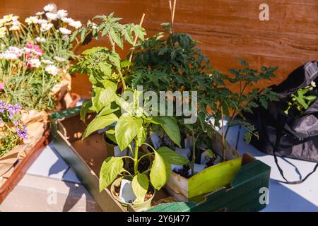 Verschiedene Blumen- und Gemüsesetzlinge im Garten, Gartenpflanzen in Boxen, Hausgartenkonzept Stockfoto