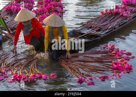 Blick auf ländliche Frauen im Bezirk MOC Hoa, Long eine Provinz, Mekong Delta, ernten Seerosen. Seerose ist hier ein traditionelles Gericht. Reisen und Stockfoto