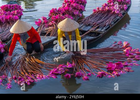 Blick auf ländliche Frauen im Bezirk MOC Hoa, Long eine Provinz, Mekong Delta, ernten Seerosen. Seerose ist hier ein traditionelles Gericht. Reisen und Stockfoto