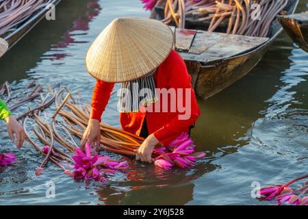 Blick auf ländliche Frauen im Bezirk MOC Hoa, Long eine Provinz, Mekong Delta, ernten Seerosen. Seerose ist hier ein traditionelles Gericht. Reisen und Stockfoto