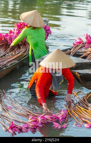 Blick auf ländliche Frauen im Bezirk MOC Hoa, Long eine Provinz, Mekong Delta, ernten Seerosen. Seerose ist hier ein traditionelles Gericht. Reisen und Stockfoto