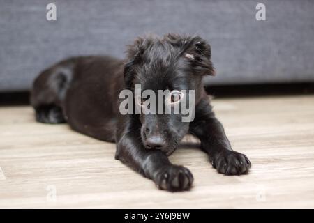 Ein kleines schwarzes Hündchen liegt bequem auf dem Boden und starrt neugierig und direkt auf die Kamera, während es den Moment festnimmt Stockfoto