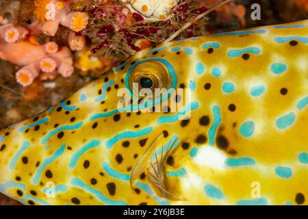 Indonesien, Raja Ampat, Kritzelfilefisch (Aluterus scriptus) Besenschwanzfilefisch, gekritzelte Lederjacke Stockfoto