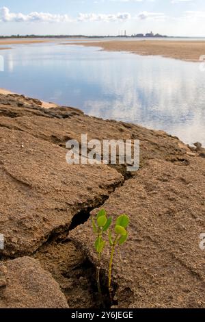 Crocodile Creek (Lombuy) und die ehemalige Raffinerie Gove Stockfoto