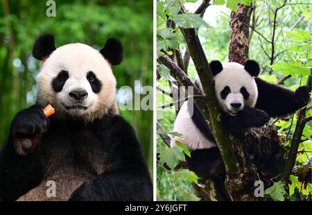 (240926) -- CHENGDU, 26. September 2024 (Xinhua) -- dieses Kombi-Foto zeigt riesige Pandas an (L) und Ke Ke Ke. Ein Paar riesiger Pandas, das von der Zentralregierung der chinesischen Sonderverwaltungsregion Hongkong geschenkt wurde, startete am Donnerstagmorgen auf einem Flug von der Provinz Sichuan in die HKSAR. Ein an, ein Mann, und Ke Ke Ke, eine Frau, wurden beide im Juni 2019 geboren. Die beiden sind genetisch nicht verwandt, haben aber komplementäre Charaktere. (China Conservation and Research Center for the Giant Panda/Handout via Xinhua) Stockfoto