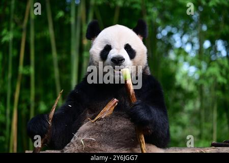 (240926) -- CHENGDU, 26. September 2024 (Xinhua) -- Giant Panda an an isst Bambus im China Conservation and Research Center for the Giant Panda in Dujiangyan City, südwestchinesische Provinz Sichuan im September 2024. Ein Paar riesiger Pandas, das von der Zentralregierung der chinesischen Sonderverwaltungsregion Hongkong geschenkt wurde, startete am Donnerstagmorgen auf einem Flug von der Provinz Sichuan in die HKSAR. Ein an, ein Mann, und Ke Ke Ke, eine Frau, wurden beide im Juni 2019 geboren. Die beiden sind genetisch nicht verwandt, haben aber komplementäre Charaktere. (Foto: Li Chuanyou/Xinhua) Stockfoto