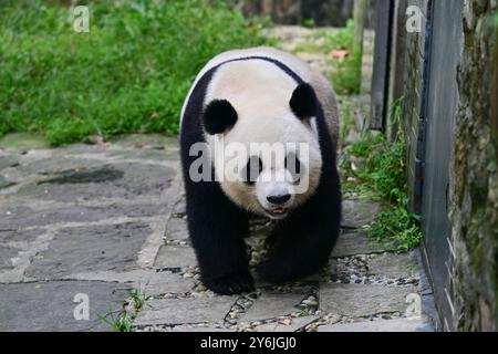 (240926) -- CHENGDU, 26. September 2024 (Xinhua) -- Giant Panda Ke Ke Ke Ke Ke Ke Ke Ke Ke wird im September 2024 im China Conservation and Research Center for the Giant Panda in Dujiangyan City, südwestchinesischer Provinz Sichuan, abgebildet. Ein Paar riesiger Pandas, das von der Zentralregierung der chinesischen Sonderverwaltungsregion Hongkong geschenkt wurde, startete am Donnerstagmorgen auf einem Flug von der Provinz Sichuan in die HKSAR. Ein an, ein Mann, und Ke Ke Ke, eine Frau, wurden beide im Juni 2019 geboren. Die beiden sind genetisch nicht verwandt, haben aber komplementäre Charaktere. (Foto: Li Chuanyou/Xinhua) Stockfoto