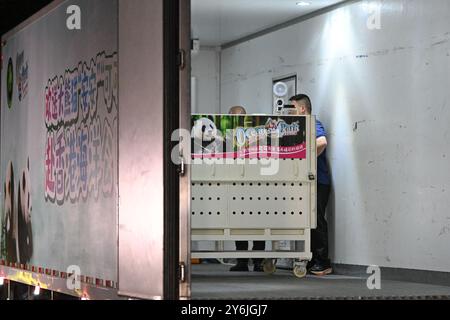 (240926) -- CHENGDU, 26. September 2024 (Xinhua) -- Mitarbeiter überprüfen den Zustand des Riesenpandas Ke Ke Ke Ke Ke Ke Ke Ke Ke Ke Ke Ke in einem Transferfahrzeug im China Conservation and Research Center for the Giant Panda in Dujiangyan City, südwestchinesische Provinz Sichuan, 26. September 2024. Ein Paar riesiger Pandas, das von der Zentralregierung der chinesischen Sonderverwaltungsregion Hongkong geschenkt wurde, startete am Donnerstagmorgen auf einem Flug von der Provinz Sichuan in die HKSAR. Ein an, ein Mann, und Ke Ke Ke, eine Frau, wurden beide im Juni 2019 geboren. Die beiden sind genetisch nicht verwandt, haben aber komplementäre Charaktere. (Xinh Stockfoto