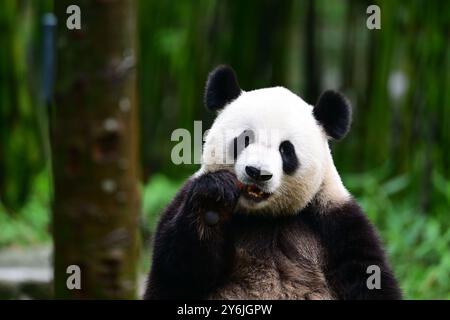 (240926) -- CHENGDU, 26. September 2024 (Xinhua) -- Giant Panda Ke Ke Ke Ke Ke Ke Ke Ke Ke wird im September 2024 im China Conservation and Research Center for the Giant Panda in Dujiangyan City, südwestchinesischer Provinz Sichuan, abgebildet. Ein Paar riesiger Pandas, das von der Zentralregierung der chinesischen Sonderverwaltungsregion Hongkong geschenkt wurde, startete am Donnerstagmorgen auf einem Flug von der Provinz Sichuan in die HKSAR. Ein an, ein Mann, und Ke Ke Ke, eine Frau, wurden beide im Juni 2019 geboren. Die beiden sind genetisch nicht verwandt, haben aber komplementäre Charaktere. (Foto: Li Chuanyou/Xinhua) Stockfoto