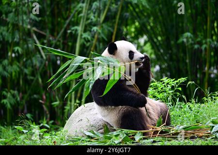 (240926) -- CHENGDU, 26. September 2024 (Xinhua) -- Giant Panda Ke Ke Ke Ke Ke Ke Ke Ke Ke wird im September 2024 im China Conservation and Research Center for the Giant Panda in Dujiangyan City, südwestchinesischer Provinz Sichuan, abgebildet. Ein Paar riesiger Pandas, das von der Zentralregierung der chinesischen Sonderverwaltungsregion Hongkong geschenkt wurde, startete am Donnerstagmorgen auf einem Flug von der Provinz Sichuan in die HKSAR. Ein an, ein Mann, und Ke Ke Ke, eine Frau, wurden beide im Juni 2019 geboren. Die beiden sind genetisch nicht verwandt, haben aber komplementäre Charaktere. (Foto: Li Chuanyou/Xinhua) Stockfoto