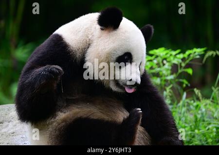 (240926) -- CHENGDU, 26. September 2024 (Xinhua) -- Giant Panda Ke Ke Ke Ke Ke Ke Ke Ke Ke wird im September 2024 im China Conservation and Research Center for the Giant Panda in Dujiangyan City, südwestchinesischer Provinz Sichuan, abgebildet. Ein Paar riesiger Pandas, das von der Zentralregierung der chinesischen Sonderverwaltungsregion Hongkong geschenkt wurde, startete am Donnerstagmorgen auf einem Flug von der Provinz Sichuan in die HKSAR. Ein an, ein Mann, und Ke Ke Ke, eine Frau, wurden beide im Juni 2019 geboren. Die beiden sind genetisch nicht verwandt, haben aber komplementäre Charaktere. (Foto: Li Chuanyou/Xinhua) Stockfoto