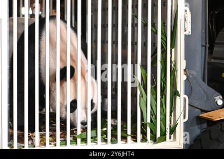 (240926) -- CHENGDU, 26. September 2024 (Xinhua) -- Giant Panda und an wartet auf die Verlegung im China Conservation and Research Center for the Giant Panda in Dujiangyan City, südwestchinesische Provinz Sichuan, 26. September 2024. Ein Paar riesiger Pandas, das von der Zentralregierung der chinesischen Sonderverwaltungsregion Hongkong geschenkt wurde, startete am Donnerstagmorgen auf einem Flug von der Provinz Sichuan in die HKSAR. Ein an, ein Mann, und Ke Ke Ke, eine Frau, wurden beide im Juni 2019 geboren. Die beiden sind genetisch nicht verwandt, haben aber komplementäre Charaktere. (Xinhua/Xu Bingjie) Stockfoto