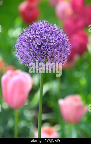 Einzelne „Purple Sensation“ Allium Blume mit bunten Tulpen im Hintergrund in den Gärten von Keukenhof, Lisse, Niederlande, EU. Stockfoto