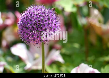 Einzelne „Purple Sensation“-Allium-Blume im Hintergrund in den Gärten von Keukenhof, Lisse, Niederlande, EU. Stockfoto