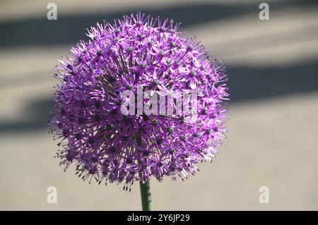 Einzelne „Purple Sensation“-Allium-Blume im Hintergrund in den Gärten von Keukenhof, Lisse, Niederlande, EU. Stockfoto