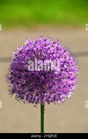 Einzelne „Purple Sensation“-Allium-Blume im Hintergrund in den Gärten von Keukenhof, Lisse, Niederlande, EU. Stockfoto