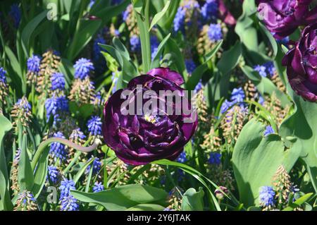 Einzelne lila Tulipa „Mystery Dream“ (Pfingstrose) Tulpenblüten in einem Bett aus Traubenhyazinthen in den Tulpengärten Keukenhof, Niederlande, EU. Stockfoto