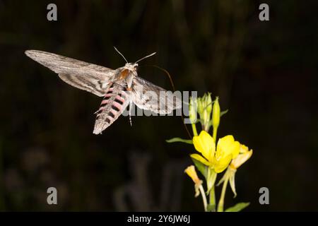 Windenschwärmer, nach Einbruch der Dunkelheit beim Blütenbesuch an Nachtkerze, Winden-Schwärmer, Agrius convolvuli, Herse convolvuli, convolvulus Falke Stockfoto