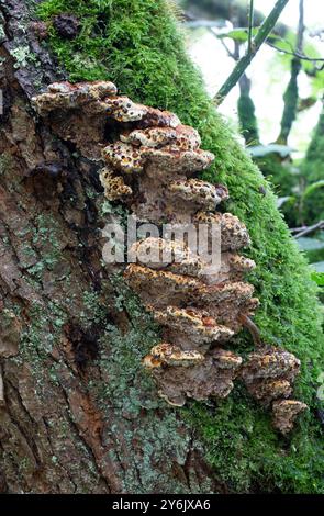 Eiche Bracket Pilz - Pseudoinonotus dryadeus Stockfoto