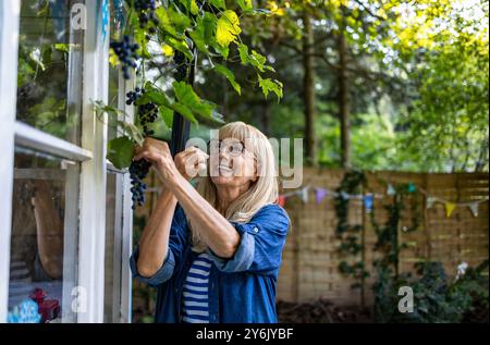 Reife Frau pflückt Trauben in ihrem Garten an einem sonnigen Tag Stockfoto