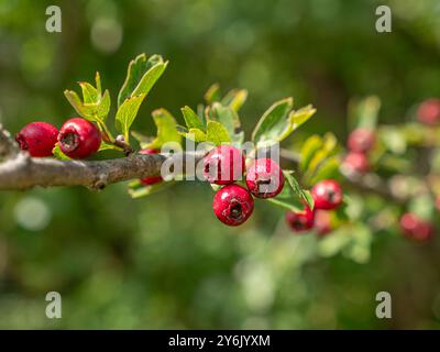 Einsaat Weißdorn (Crataegus monogyna), Früchte im Herbst, Bayern, Deutschland, Europa Stockfoto