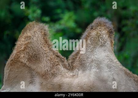 Untersuchung zweier Bakrischer Kamelbuckel in einem Wildtier-Safari-Park. Stockfoto