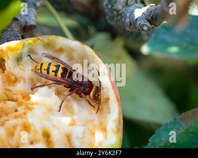 Queen German Wasp - Vespula germanica Fütterung von Apfel Stockfoto