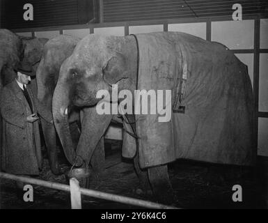 Besucher des Maidstone Zoo Park , Kent , England , sehen nun als zusätzliches Privileg die Ausbildung von Tieren für die Sommerzirkusse , hier sorgt ein Trainer für den 1. April 1938 Stockfoto