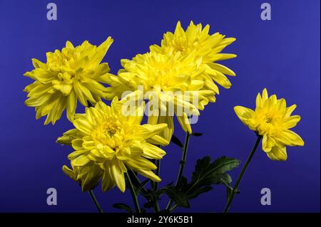 Chrysantheme Amour gelbe Blume auf blauem Hintergrund. Blumenkopf-Nahaufnahme Stockfoto