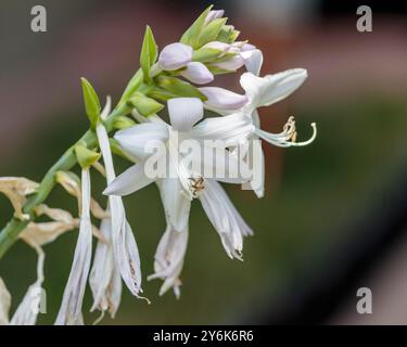 Im Garten von Hosta blühen mehrere weiße und lavendelfarbene Hosta-Blüten Stockfoto