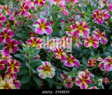 Ein genauerer Blick auf gelbe und rosa Millionen Glocken Blüten in einem Pflanzgefäß Stockfoto