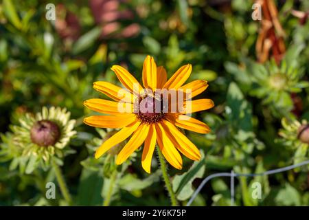 Eine Nahaufnahme einer schwarzäugigen Susan, die im Garten blüht Stockfoto