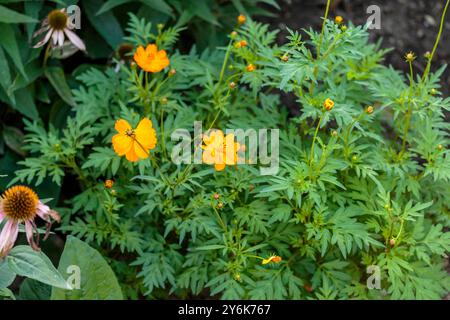 Weitwinkelansicht mehrerer Blüten einer Schwefel-Cosmos-Pflanze Stockfoto